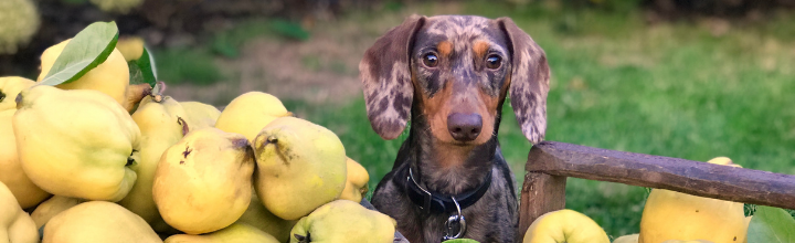Potraviny ktore pes moze jest