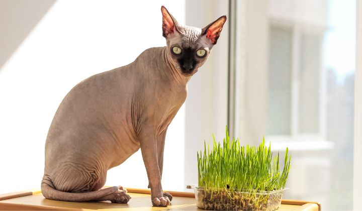 Mačka Kanadská sfinga