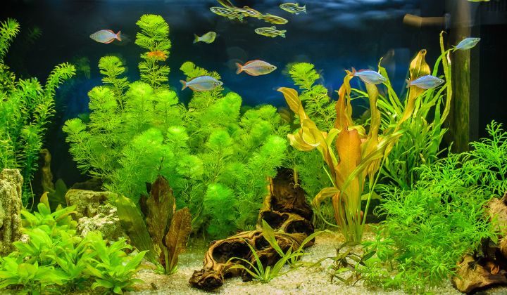 Nenáročné akváriové rastliny