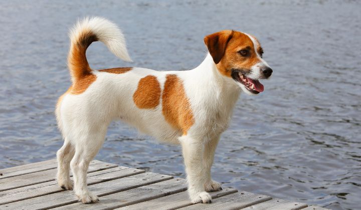 Jack Russell Teriér