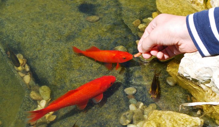 Ako správne kŕmiť jazierkové ryby a výber vhodného krmiva