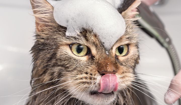 Ako správne kúpať a sprchovať svoju domácu mačku