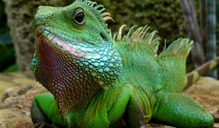 Leguán zelený teráriové zviera