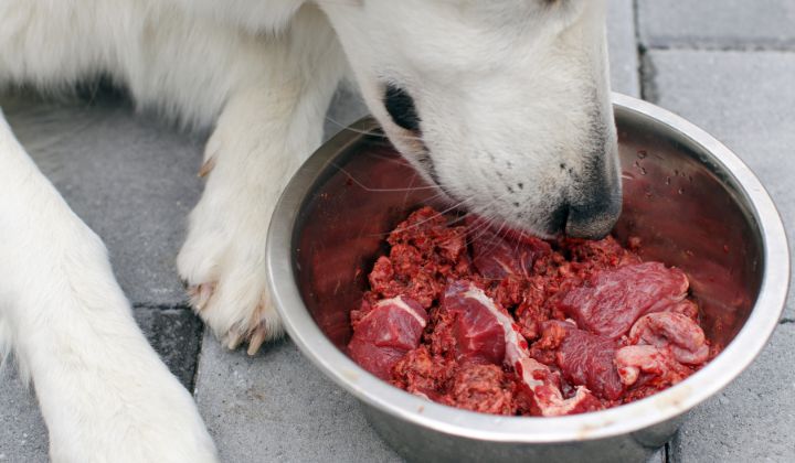 Môže pes surové mäso