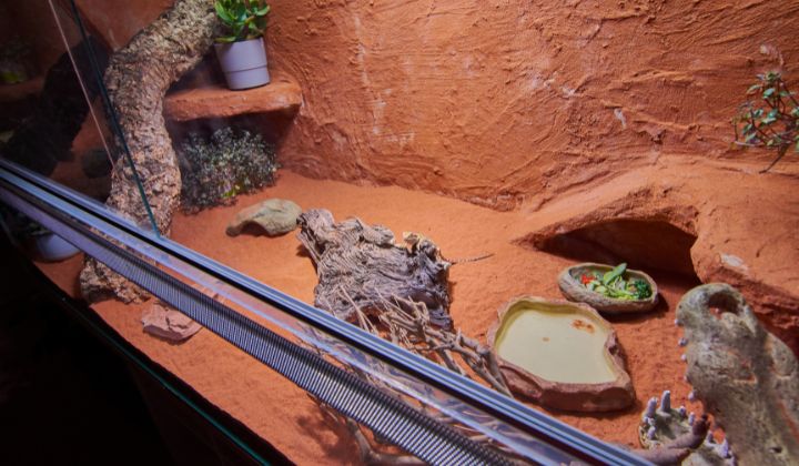 Ako sa starať o terárium