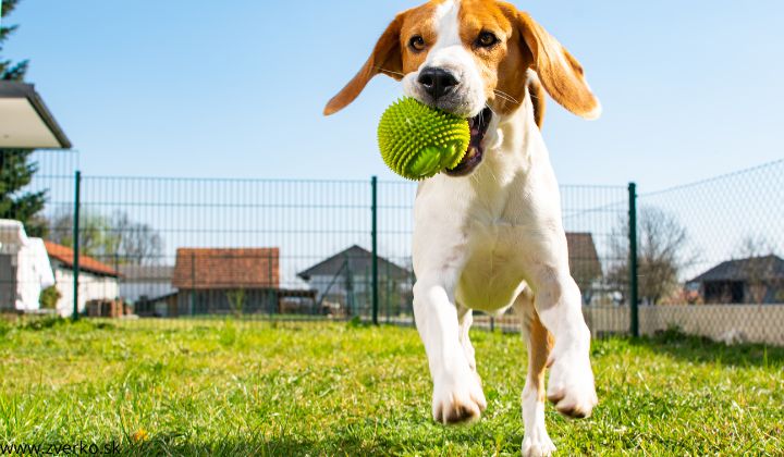 Ako naučiť psa aportovať