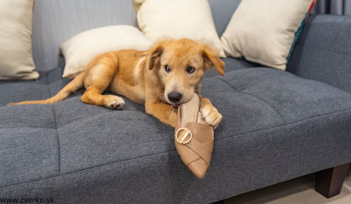 Ako odnaučiť psa hrýzť veci