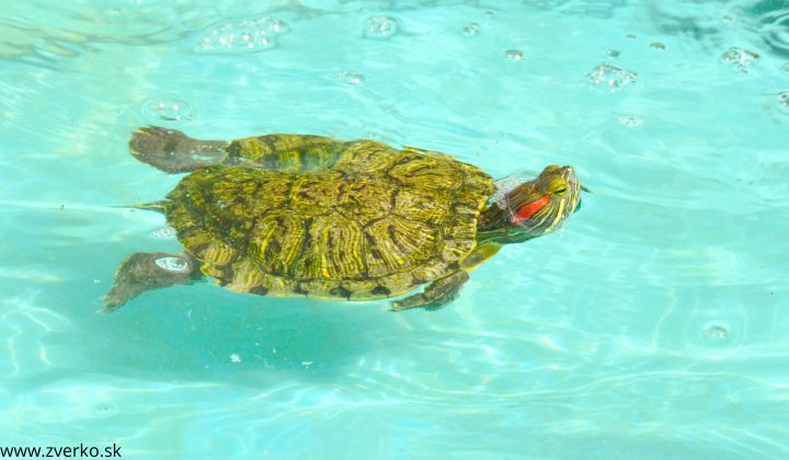 Chov vodnej korytnačky