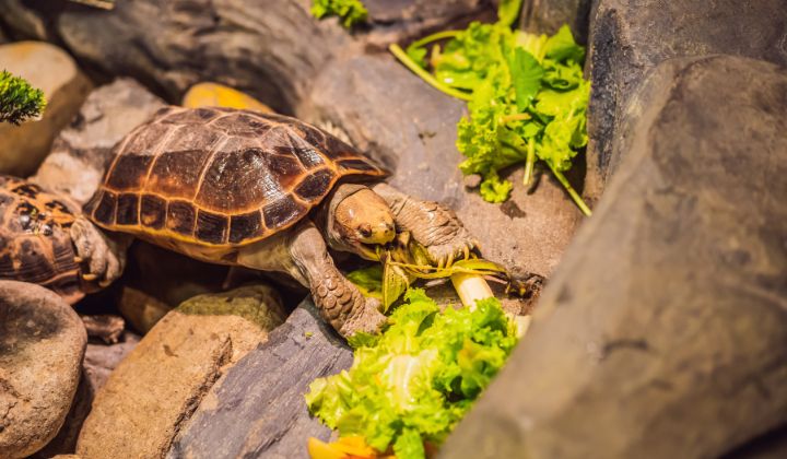 Suchozemská korytnačka