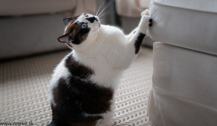 Ako odnaučiť mačku škrabať nábytok