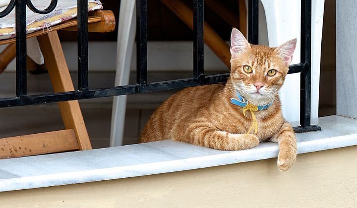 Správne krmivo pre mačky žijúce v byte