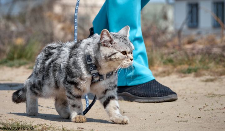 Ako naučiť mačku na vodítko