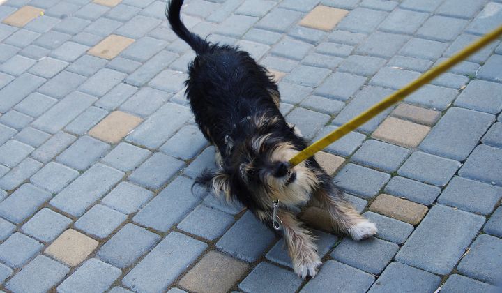 Pes ťahá na vodítku