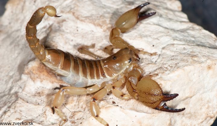 Chov škorpiónov v teráriu