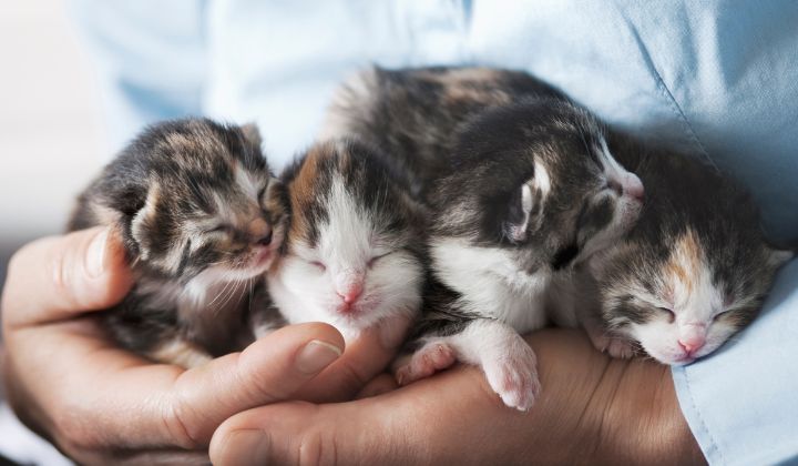 Strava pre mačiatka